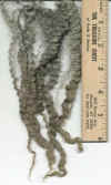 Silver wool.jpg (32478 bytes)